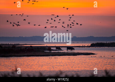 Oche Graylag battenti all'alba nel Parco Nazionale di Vorpommersche Boddenlandschaft, Anser anser, Zingst peninsula, Meclemburgo-Pomerania, Germania Foto Stock