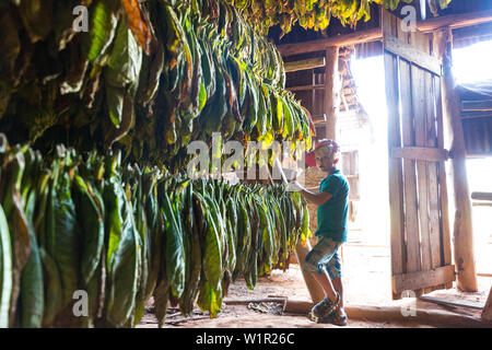 Ragazzo che guarda a foglie di tabacco appesa ad asciugare, miglior tabacco regione nel mondo, sigari, i campi di Vinales, bellissima natura, famiglia viaggi a Cuba, pa Foto Stock