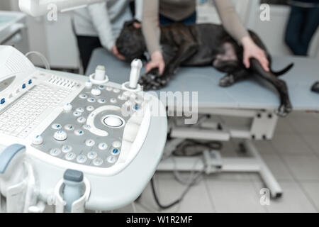 Medico Veterinario effettua una ecografia e cardiogram del cuore di un cane in ufficio di una clinica veterinaria. Foto Stock