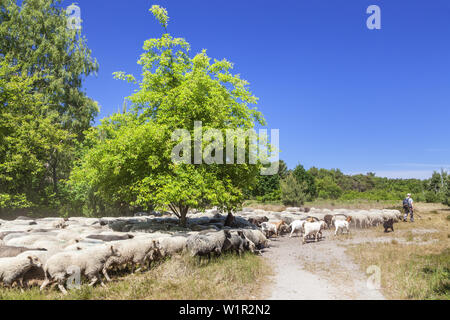 Le pecore nella brughiera tra Vitte e Neuendorf, isola di Hiddensee, costa baltica, Meclemburgo-Pomerania, nel nord della Germania, Europa Foto Stock
