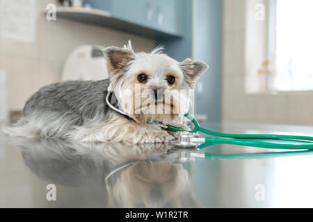 Un simpatico cane di razza Yorkshire Terrier è sdraiato sul tavolo con uno stetoscopio in una clinica veterinaria. Ispezione in una clinica veterinaria. Happy dog vet. Foto Stock