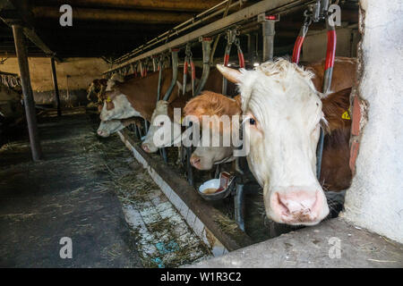 Vacche Bovini nella stalla, Alta Baviera, Alpi, Germania, Europa Foto Stock