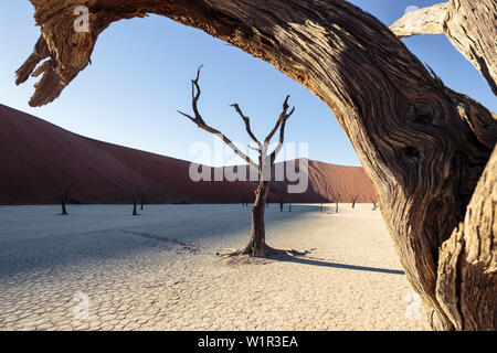 500-anno-vecchi scheletri di acacia nel Deadvlei pentola di creta. A destra, Big Daddy, con 380 metri di una delle più alte del mondo dune. Sossusvlei, Namib N Foto Stock