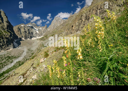 Foxglove in fiore con Pic Coolidge e Barre des Ecrins in background, Ecrins, Parco Nazionale degli Ecrins, Dauphine, Dauphiné, Hautes Alpes, Francia Foto Stock