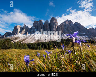 Geisler Montagne, Vista dalla Val di Funes, Dolomiti, Alpi, Alto Adige, Italia, Europa Foto Stock