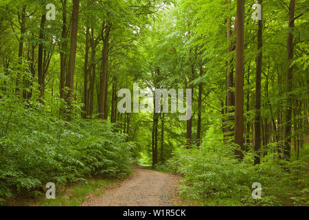 In legno di faggio al di sopra del chalk rocks, Jasmund National Park, Ruegen, Mar Baltico, Meclemburgo-Pomerania Occidentale, Germania Foto Stock
