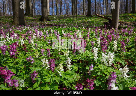 Larkspur cava nella foresta di faggio, Corydalis cava, Parco Nazionale Hainich, Thüringen, Germania Foto Stock