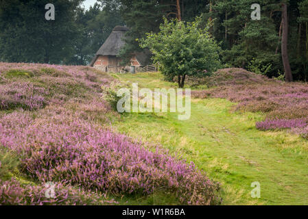 Blooming heather, Pestruper Gräberfeld, Pestrup, Wildeshausen, Oldenburg, Parco Naturale Wildeshauser Geest, Bassa Sassonia, Germania, Europa Foto Stock