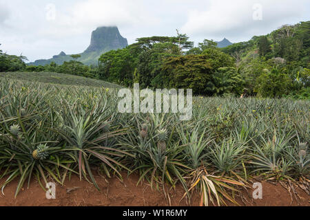 Un grande campo di ananassi cresce in primo piano con il Monte Tohivea (o Tohiea) visibile in background, Moorea, Isole della Società, Polynesi francese Foto Stock