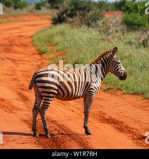 Zebra Crossing! Grant's zebra (Equus quagga boehmi) nel parco nazionale orientale di Tsavo, Kenya, Africa Foto Stock