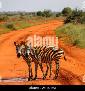 Zebra Crossing! Grant's zebra (Equus quagga boehmi) nel parco nazionale orientale di Tsavo, Kenya, Africa Foto Stock