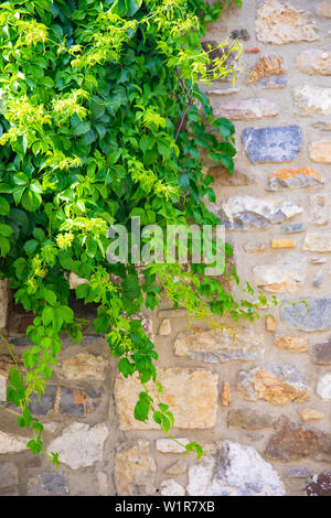 Bella e verde edera albero o pianta sono saliti sulla parete a Bodrum città della Turchia. Vista della bellissima strada alla stagione estiva nella città di Bodrum in Turchia. Foto Stock