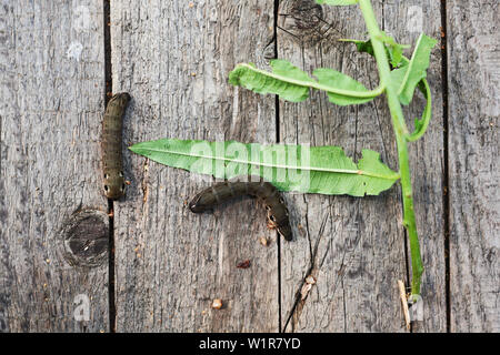 Due grandi bruchi di Deilephila elpenor (elephant hawk moth) e foglie di fireweed su assi di legno Foto Stock