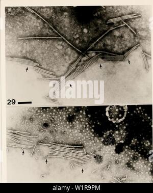 Immagine di archivio da pagina 46 dei metodi citologici per la rivelazione,. Metodi citologici per il rilevamento, l'identificazione e la caratterizzazione del virus di orchidee e i loro corpi di inclusione cytologicalmetho00kona Anno: 1985 -40- 30 La figura 29. La figura 30. Micrografia elettronica mostra l'accumulo di VaMo macchiate di particelle ORSV a bordo di goccioline (frecce) in Cattleya estratti di foglie. Bar = 200 nm. Micrografia elettronica mostra l'accumulo di VaMo macchiate di particelle CyMV a bordo di goccioline (frecce) in foglia di Cymbidium estratti. Bar = 20 0 nm. Foto Stock