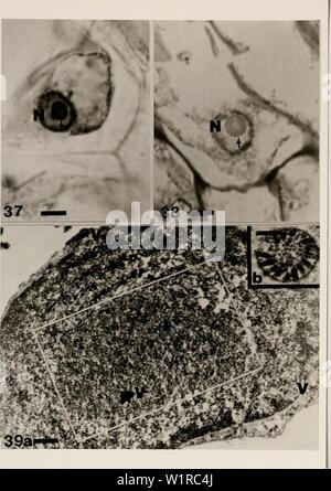 Immagine di archivio da pagina 51 dei metodi citologici per la rivelazione,. Metodi citologici per il rilevamento, l'identificazione e la caratterizzazione del virus di orchidee e i loro corpi di inclusione cytologicalmetho00kona Anno: 1985 -45- la figura 37. La figura 38. La figura 39. Micrografia luce o indotta da una cella rhabd colorate con micrografia luce o indotta da un rhabd (0,5 /am spessa) di N:nucleo. Bar = un elettrone) microg Brassia rhabdoviru mostra la barra di posizione = 550 nm. b) aggrega spokewheel bar = 225 nm. f inclusione nucleare (freccia) ovirus in foglia Brassia O/G. NrNucleus. Bar = 5 /am. f inclus nucleare Foto Stock