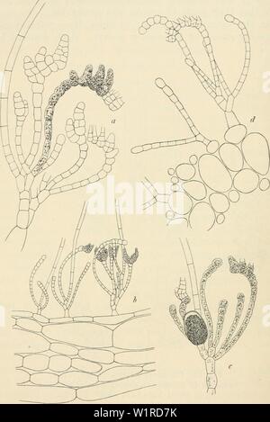 Archivio immagine dalla pagina 53 della Dansk botanisk arkiv (1913-1981). Dansk botanisk arkiv danskbotaniskark02dans l'Anno: 1913-1981 30 Dansk Botanisk Arkiv, Bd. 2. No. 2. alla madre il filamento cresce come un prolungamento; dopo qualche tempo di nuovo questo è piegato verso l'esterno e un nuovo ramo continua la Fig. 19. Castagnea Zosterae (Mohr) Gio. et, vertice di assimilazione-filamenti trasformato plurilocular sporangia o sezione longitudinale del tallo; c, unilocular sporangium; d, trans- versetto tratto di tallo. (A,c,d, circa 200:1; b è di circa 90:1). La crescita e così via. La crescita del filame Foto Stock