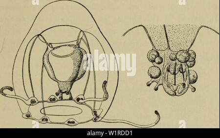 Archivio immagine dalla pagina 54 della Danmarks fauna; illustrerede haandbøger oltre. Danmarks fauna; illustrerede haandbøger su den danske dyreverden.. danmarksfaunaill43dans l'anno: 1907 51 Fire smalle Radiaerkanaler og en smal Ringkanal. Velum bredt. Der er 8 Randbulber, af hvilke de fire interradiale aldrig baerer mero fine een Tentakel hver; de perradiale Bulber har hos den fuldt udviklede Meduse hver 3 dieci- takler, uomini ho rogna sarcoptica Tilfaelde er det fulde Antal ikke til- stede; Individer fra danske Farvande er naesten altid meget smaa, ca. V2 mm, og har kun een Tentakel paa Fig. 19. Lizzia blondina. Un kø Foto Stock