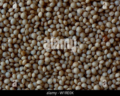 Close-up di semi di amaranto, Amaranthus, sfondo alimentare Foto Stock