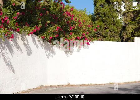 Bouganville rosse su un muro bianco in esterno e in Grecia Foto Stock