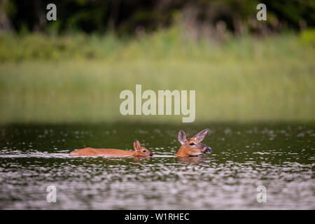 MAYNOOTH, Ontario, Canada - 28 Giugno 2019: una femmina del cervo e fawn white-tailed deer (Odocoileus virginianus), parte dei Cervidae famiglia nuotare in un lago. Foto Stock