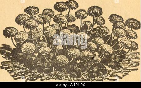 Immagine di archivio da pagina 64 di DeJong floreali e sementi Co. DeJong floreali e sementi Co dejongfloralseed1926dejo Anno: 1926 Dianthus impianto Dianthus la Cina e il Giappone rosa sono meritatamente molto popolare, come pochi fiori può pari in bellezza e la profusione di Bloom. Fioriscono continuamente per tutta l'estate e in autunno, fino al sorpasso da una forte gelata; vivono oltre l'inverno e bloom di nuovo per la seconda stagione. Le piante generalmente crescono da dieci a quindici pollici alto, ard sono il modo più semplice cul- tivation. In modo soddisfacente una classe di fiori dovrebbero essere coltivate in grande varietà in ogni giardino. Hardy biennale. CHINESIS. Foto Stock