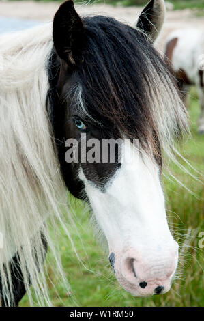 Pony selvatici in Bodmin Moor sulle rive del lago Colliford in Cornovaglia, Inghilterra. Foto Stock