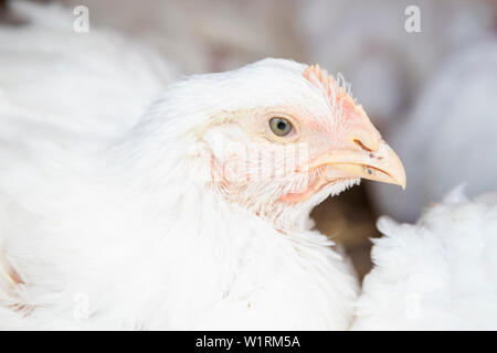 Testa di pollo bianco in gabbia a casa di pollo. Carni di animali di allevamento, la crescita veloce del concetto. Foto Stock