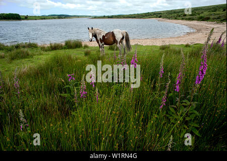 Pony selvatici pascolare tra i fiori selvatici di Bodmin Moor sulle rive del lago Colliford in Cornovaglia, Inghilterra. Foto Stock