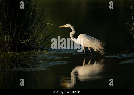 Airone bianco maggiore la pesca Foto Stock