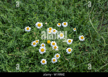 Luminose chamomiles fiore nel giardino estivo close up Foto Stock