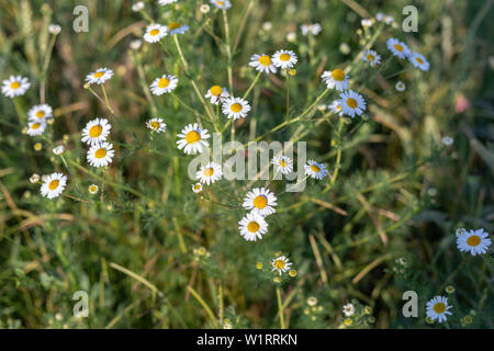 Luminose chamomiles fiore nel giardino estivo close up Foto Stock