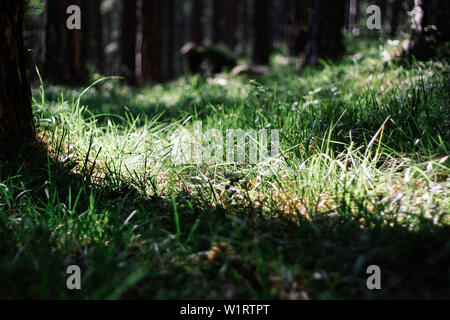 Bellissimo albero radici sul moncone. L'erba cresce ai piedi degli alberi della foresta. Il fascio illumina l'erba nella foresta. Foto Stock