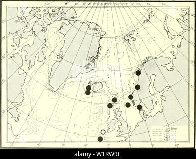 Immagine di archivio da pagina 79 del danese Ingolf-spedizione (1899-1953). Il danese Ingolf-expedition danishingolfex4cpt11daniuoft Anno: 1899-1953 7 Textfig. 31. Echinocucumis hispidu. Delinea nf esemplari diversi che illustra quanto fortemente questa specie può variare in forma. In fig. 7 La bilancia sul lato dorsale sono fortemente imbricating e in fig. 3 Essi sono tutti sparsi con abbastanza ampi intervalli. Lo stesso ingrandimento come nel testo- fig. 25. 1-0, esemplari di 'Michael Sars", San 51. 7, il campione da 'Ingolf', San 8. 8, il campione da "Thor", San 171. Echinocucumis hispida Mortensen 1927: British E Foto Stock