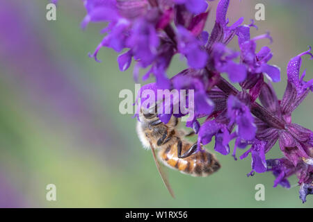 Il miele delle api (Apis mellifera) su Salvia nemorosa , 'Caradonna' Foto Stock