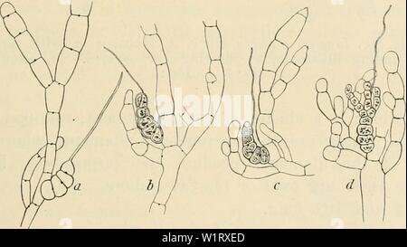 Immagine di archivio da pagina 82 del Dansk botanisk arkiv (1913-1981). Dansk botanisk arkiv danskbotaniskark03dans l'Anno: 1913-1981 Fig. 78. Pin Liagora- na?Un Harv. La sezione trasversale di uno strato midollare. (Circa 60: 1). Fig. 79. Liagora pinnata Harv. un, ramo carpogonial,b,c,d, lo sviluppo della cystocarp, (a e b, circa 160: 1, c e (/ 150: 1). Dalla cellula basale e talvolta anche da altri delle celle inferiore nel cluster di assimilare i filamenti, rhizoidal fila- zioni crescere lungo la parte centrale di filamenti di grandi dimensioni (77 A). Questi filamenti rhizoidal consistono di lunga più o meno cylindrica Foto Stock