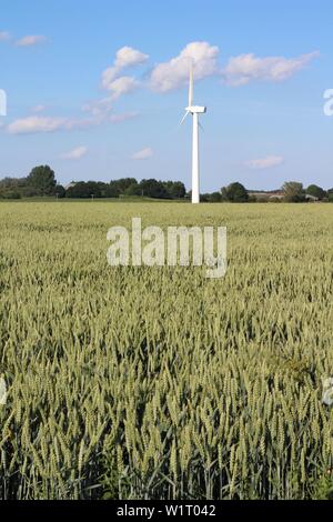 Green campo di grano con la turbina eolica in background con cielo blu e nuvole sulla giornata d'estate, North Yorkshire,Gran Bretagna ,REGNO UNITO Foto Stock