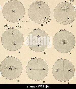 Archivio immagine dalla pagina 87 della citologia, con speciale riferimento a. Citologia, con speciale riferimento al nucleo metazoan cytologywithspec00agar Anno: 1920 72 la citologia CHAP gamete.. Il corso generale di eventi è illustrata dalla vista schematica Fig. 32 ed è sufficientemente spiegato dalla leggenda di tale figura. Fig. 33 invece mostra il processo che si verifica effettivamente nel AnneUd, p.hl Fig. 32. Schema di fertilizzazione. Una entrata di spermatozoo in oocita primario; B ? Nucleo è stato spostato alla superficie ed è in metafase I. ; C, 9 nucleo in telophase I. La coda del s Foto Stock