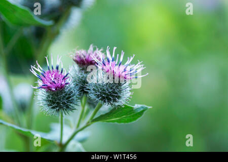 Blühende grosse Klette Foto Stock