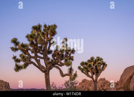 Alberi di Joshua all'alba. Joshua Tree National Park, California, Stati Uniti d'America. Foto Stock