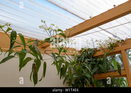 Scalatore clematis armandii invadendo un vile sun lounge Foto Stock