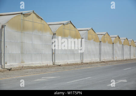 Serre e una strada asfaltata in Westland nel Azerbaijan.Commercial serre di vetro in Azerbaigian . High Tech per la produzione industriale di vegetabl Foto Stock