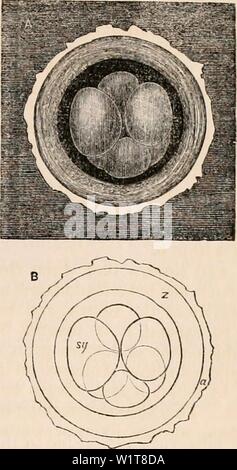 Archivio immagine dalla pagina 98 della encyclopaedia - Wikizionario di anatomia e. Il encyclopaedia - Wikizionario di anatomia e fisiologia cyclopdiaofana05todd Anno: 1859 ovuli di coniglio da tube di Falloppio tre giorni dopo impregnazione. Una mostra al buio su un terreno uno di questi ovuli, di •che B è uno schema esplicativo, y, s, sono il tuorlo segmenti di cui vi erano otto; z, la zona; una, lo spesso strato di albume che in questo animale è sempre depositato sulla parte esterna della zona dopo le cellule granulari sono state rimosse da esso. c e D. Altri ovuli dallo stesso animale; in D, sono mostrati tre sporgenze del albumino Foto Stock