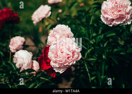 Bella rosa pallido peonia fiori macro close up crescono nel giardino. Tonificazione sbiadito. Foto Stock