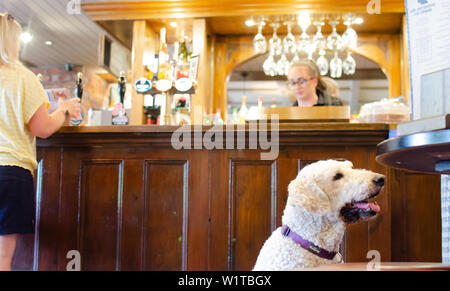 Cane in un pub 'Il pennacchio di piume' a Barlaston, Staffordshire. Ci sono centinaia di cane cordiale pub in tutto il Regno Unito. Foto Stock