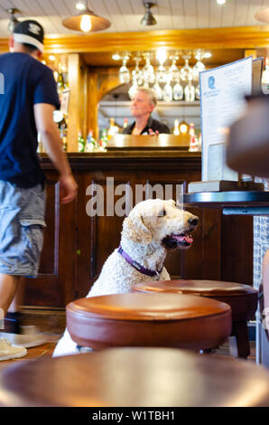 Cane in un pub 'Il pennacchio di piume' a Barlaston, Staffordshire. Ci sono centinaia di cane cordiale pub in tutto il Regno Unito. Foto Stock