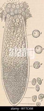 Immagine di archivio da pagina 469 della encyclopaedia - Wikizionario di anatomia e. Il encyclopaedia - Wikizionario di anatomia e fisiologia cyclopdiaofana0401todd Anno: 1847 448 secrezione. con un finemente granulare di materia, mescolate con nucleolo-organismi nucleati, e l'an- Fig. 312. Organi biliare di Artacus affinis. a, crecura del fegato di Cray-pesce, con le sue cellule contenute ; b, c, d, e, /presentano i progressivi cambiamenti delle celle, durante il loro avanzamento dal fondo del tubo. ( Dopo Leidy.) terior metà con una massa di cellule di grasso, il nucleo difficilmente visibili, dalla proprietà di olio ren- dering tessuti organici più o Foto Stock