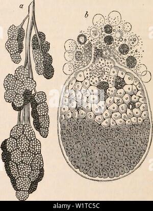 Immagine di archivio da pagina 469 della encyclopaedia - Wikizionario di anatomia e. Il encyclopaedia - Wikizionario di anatomia e fisiologia cyclopdiaofana0401todd Anno: 1847 organi biliare di Artacus affinis. a, crecura del fegato di Cray-pesce, con le sue cellule contenute ; b, c, d, e, /presentano i progressivi cambiamenti delle celle, durante il loro avanzamento dal fondo del tubo. ( Dopo Leidy.) terior metà con una massa di cellule di grasso, il nucleo difficilmente visibili, dalla proprietà di olio ren- dering tessuti organici più o meno trans- genitore. La cavità centrale della caeca è riempito con i globuli di grasso, e finemente granulosa questione Corrèze Foto Stock