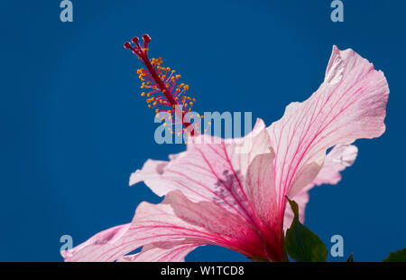 Ibisco Hibiscus rosa-sinensis, fiore, Madagascar Foto Stock