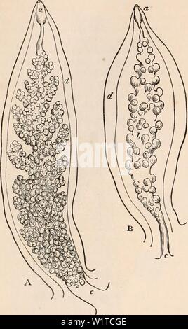 Immagine di archivio da pagina 471 della encyclopaedia - Wikizionario di anatomia e. Il encyclopaedia - Wikizionario di anatomia e fisiologia cyclopdiaofana0401todd Anno: 1847 secrezione biliare e gli organi sono così intimamente connessi in questo genere, che non è facile ricordare la Fig. 316. Apparato biliare di Eolis. Un, brachiale papilla di E. papillnsa, esibendo il premistoppa b e il condotto c; anche una vescicola ovale, un, apparentemente un organo di difesa e a d la parete della guaina interna; B, brachiale papilla di E. Farrani, che mostra le stesse parti, (dopo Ontano e Hancock.) i limiti di ogni ; essi sembrano differire in differenti Foto Stock