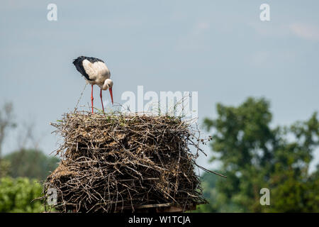 Cicogna bianca in un nido alimentazione di uccelli giovani, estate, Fehrbellin, Linum, Brandeburgo, Berlino, Germania Foto Stock